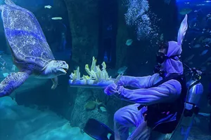 A diver in an Easter bunny costume feeding Shely the Green Sea Turtle at SEA LIFE Orlando