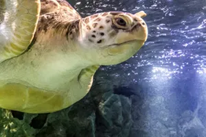 Sea Turtle | SEA LIFE Aquarium