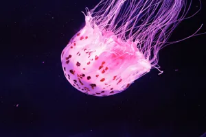 Spotted Jellyfish 1