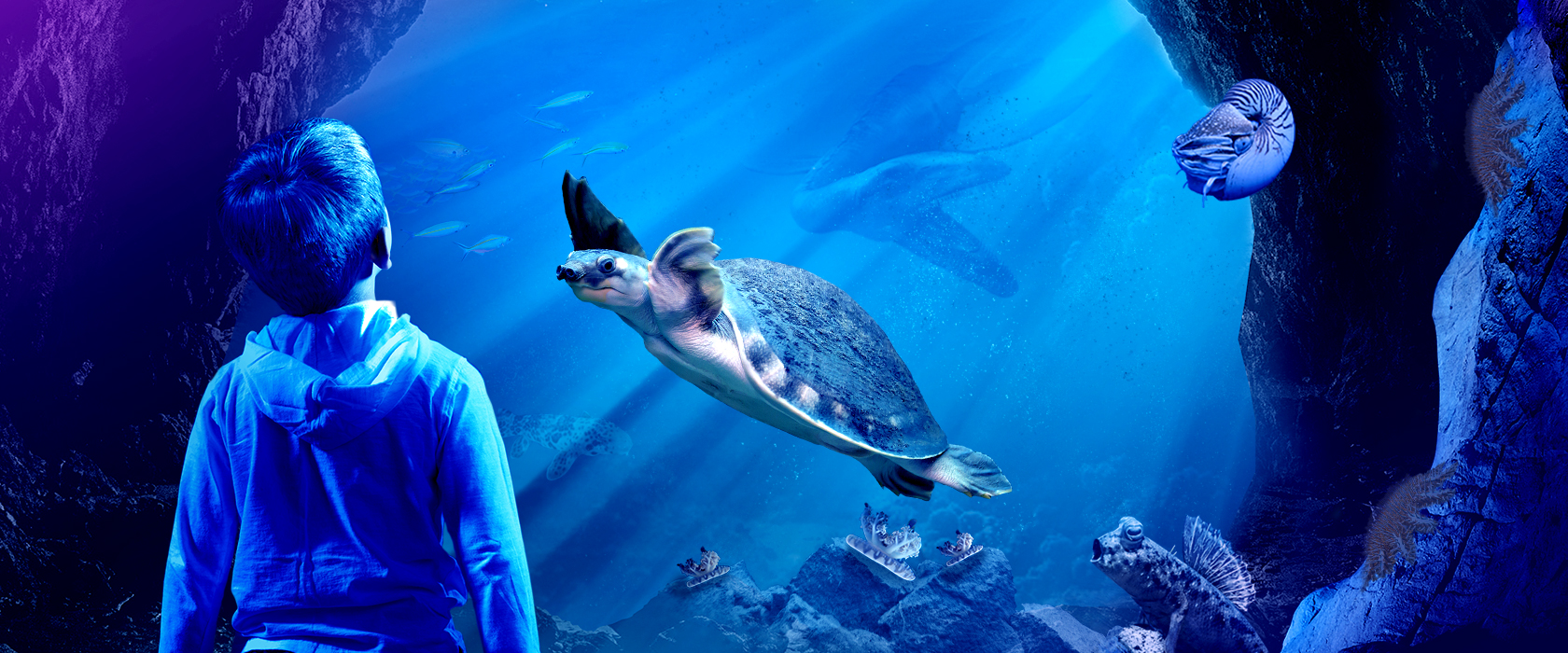 Slm Ancient Oceans Website Turtle