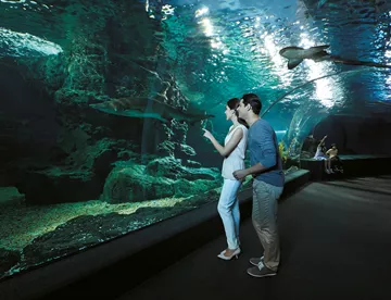 2 people admiring the sea creatures in the Sea Life Bangkok Ocean Tunnel aquarium
