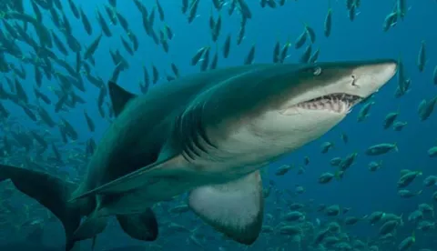 Close-up view of a striking Sand Tiger Shark swimming gracefully in the ocean depths.