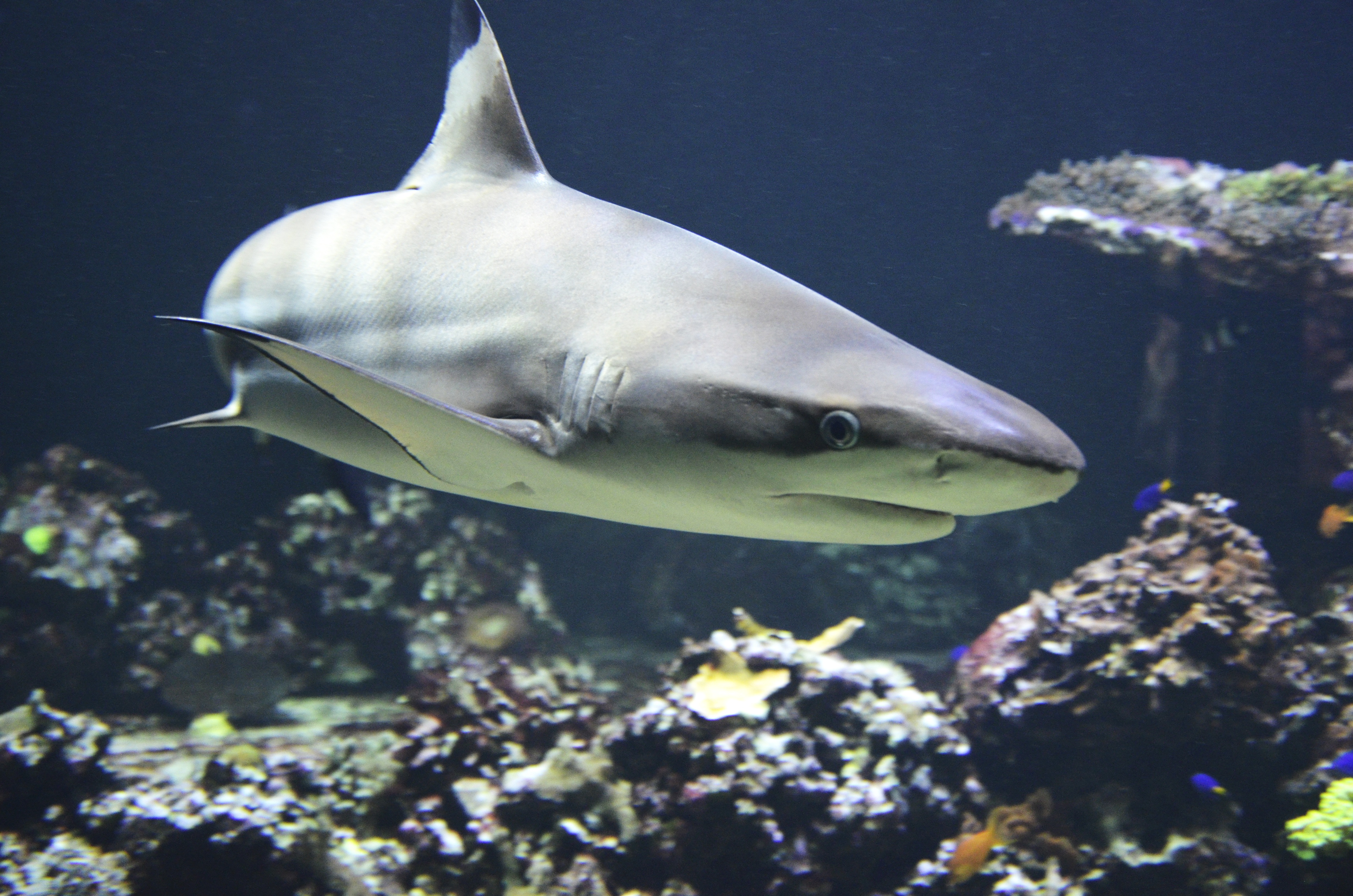 Graceful black-tip reef shark gliding through the crystal-clear waters, a captivating sight of underwater elegance.