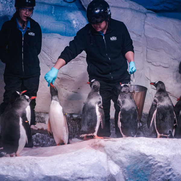 Professional caretakers feeding penguins at SEA LIFE Bangkok Ocean World.