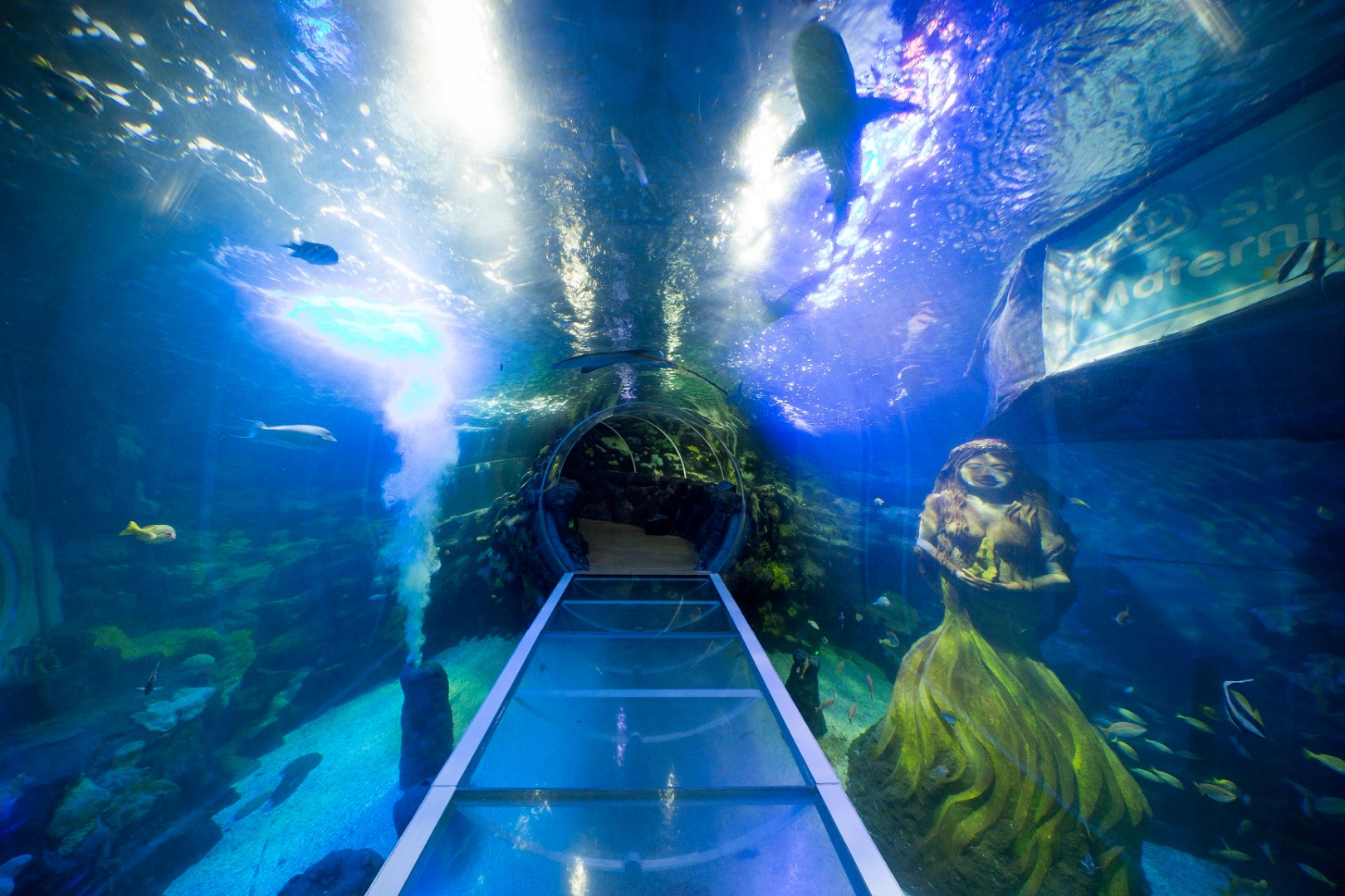 The ocean tunnel at the National SEA LIFE Centre Birmingham