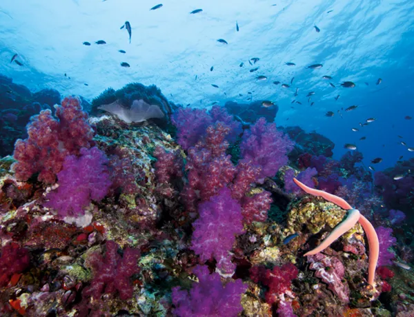 Reef Edge