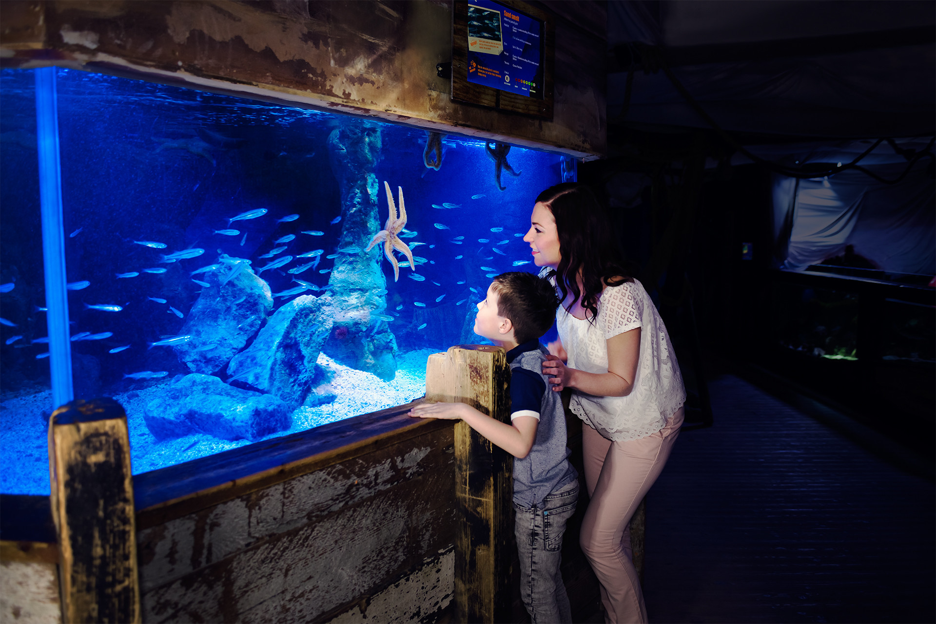 Mother and Son looking at a starfish in SEA LIFE