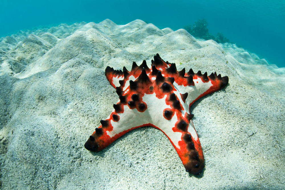 Star fish at SEA LIFE