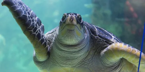 Green sea turtles at SEA LIFE Brighton