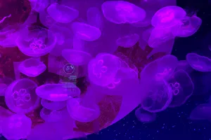 부산 아쿠아리움 보름달물해파리