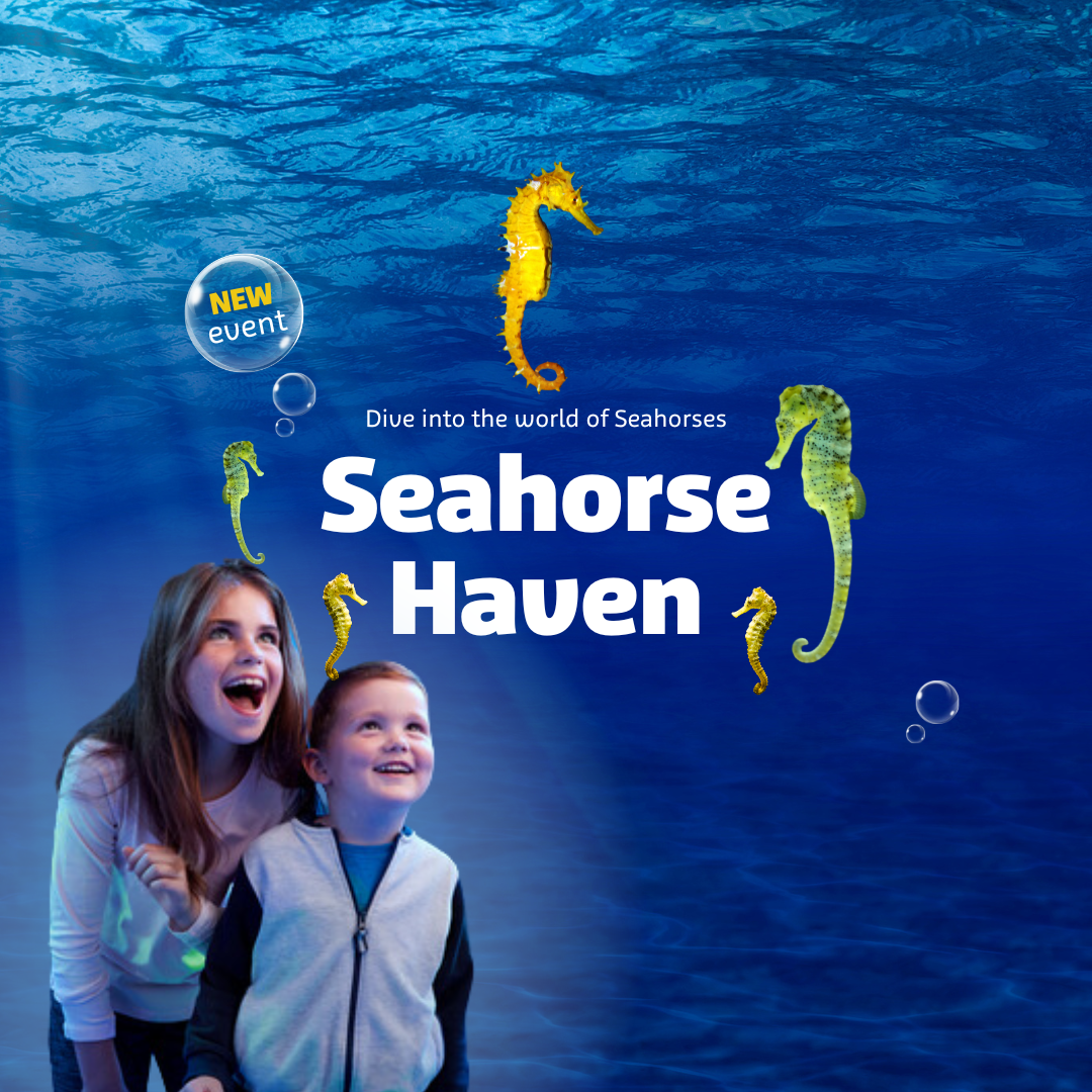 Sea Horse Webpage