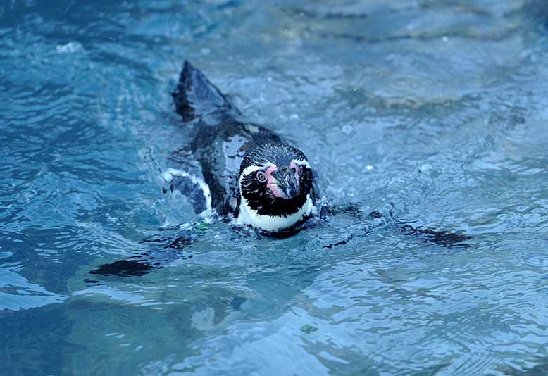 Penguin Dippy In Pool