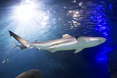 Ein Schwarzspitzen-Riffhai schwimmt im Becken des SEA LIFE Hannover