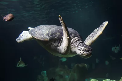 Meeresschildkröte im SEA LIFE Hannover