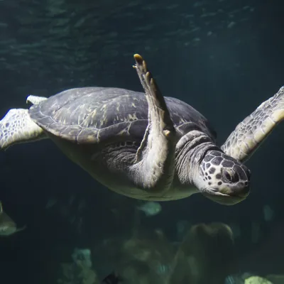 Meeresschildkröte im SEA LIFE Hannover