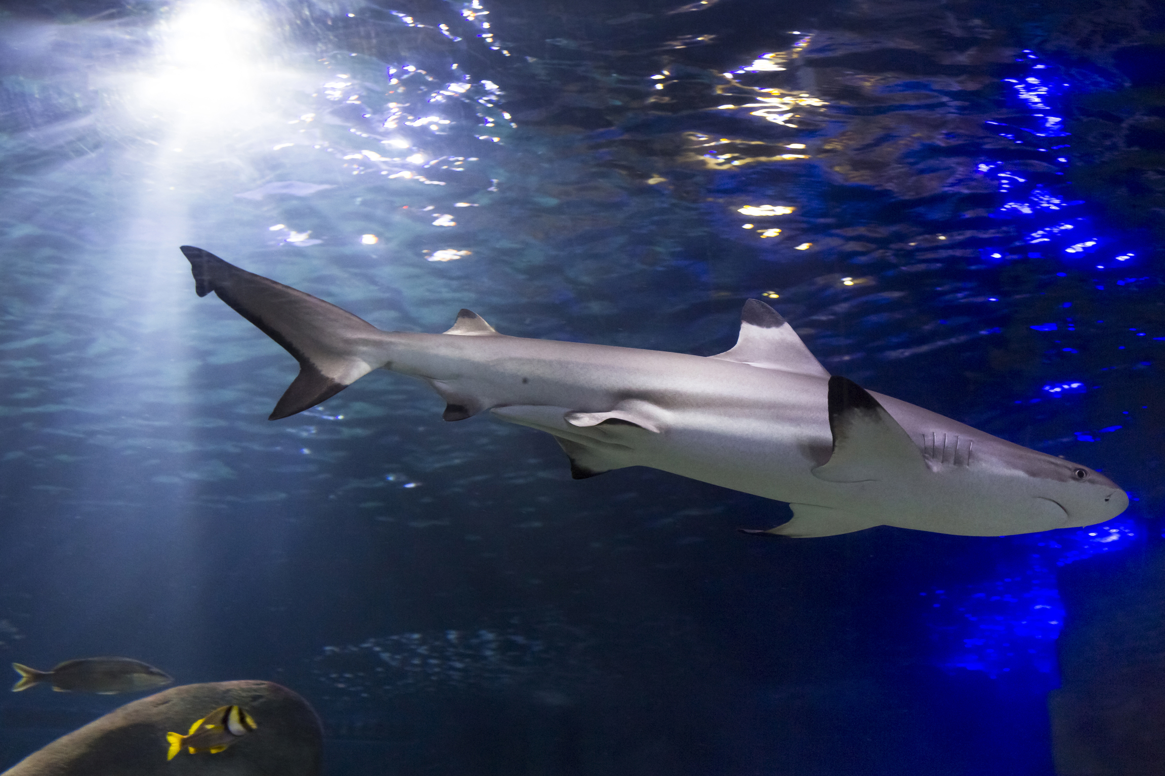 Über einem Schwarzspitzenriffhai fällt Licht ins Wasser