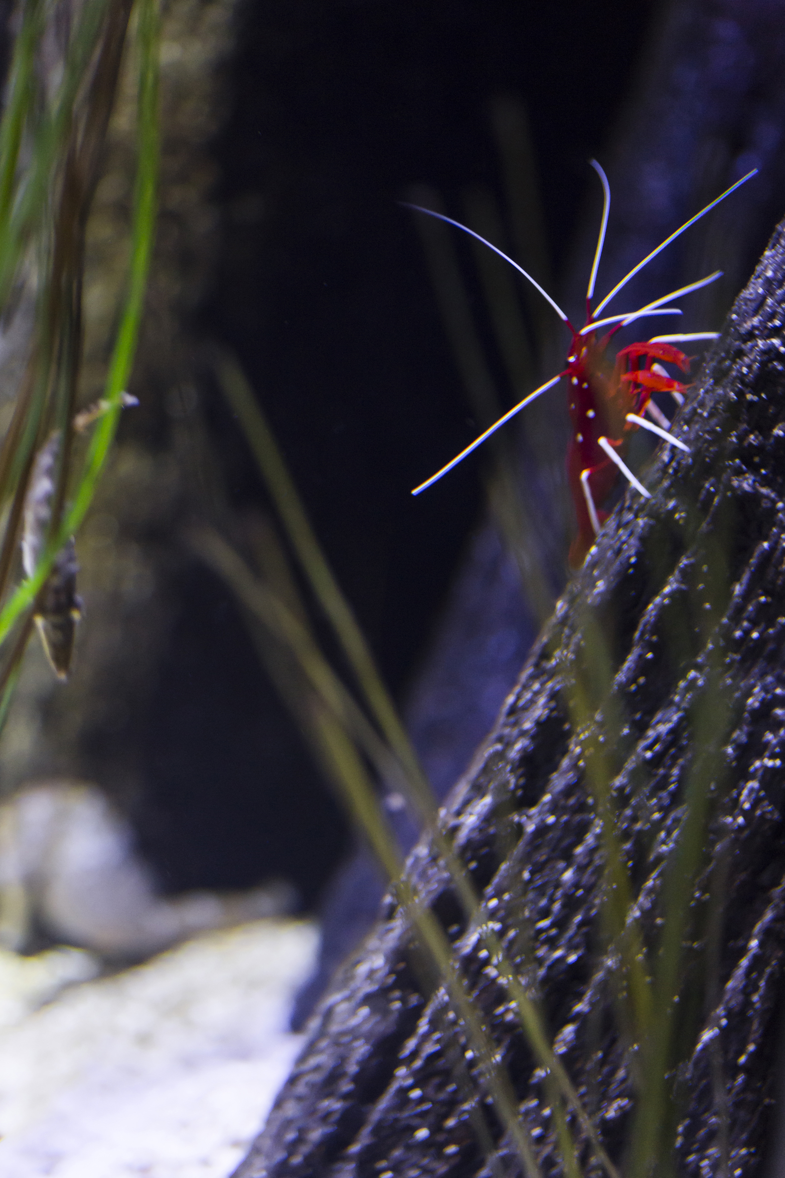 The cleaner shrimp swims through its tank at SEA LIFE Hanover.