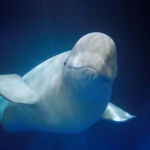 The SEA LIFE Trust operates the world's first beluga recovery station
