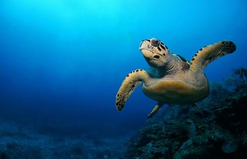 Grüne Meeresschildkröte schwimmend