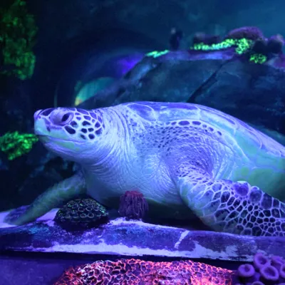 SEA LIFE Konstanz Cammy