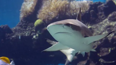 Blacktip Shark at SEA LIFE
