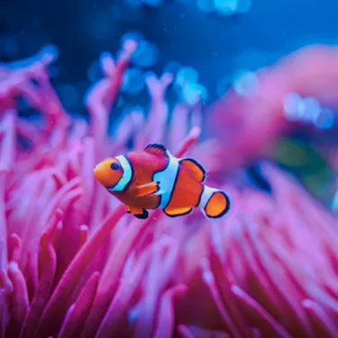 Clownfish 1
