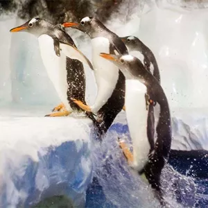 Polar Adventure penguins