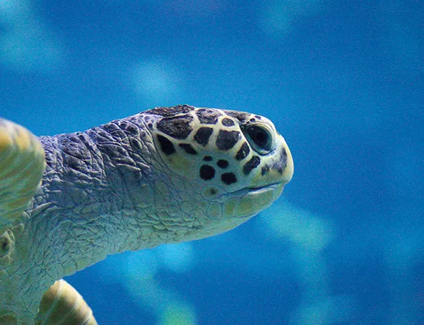 Blue Turtle Ticket 700X500