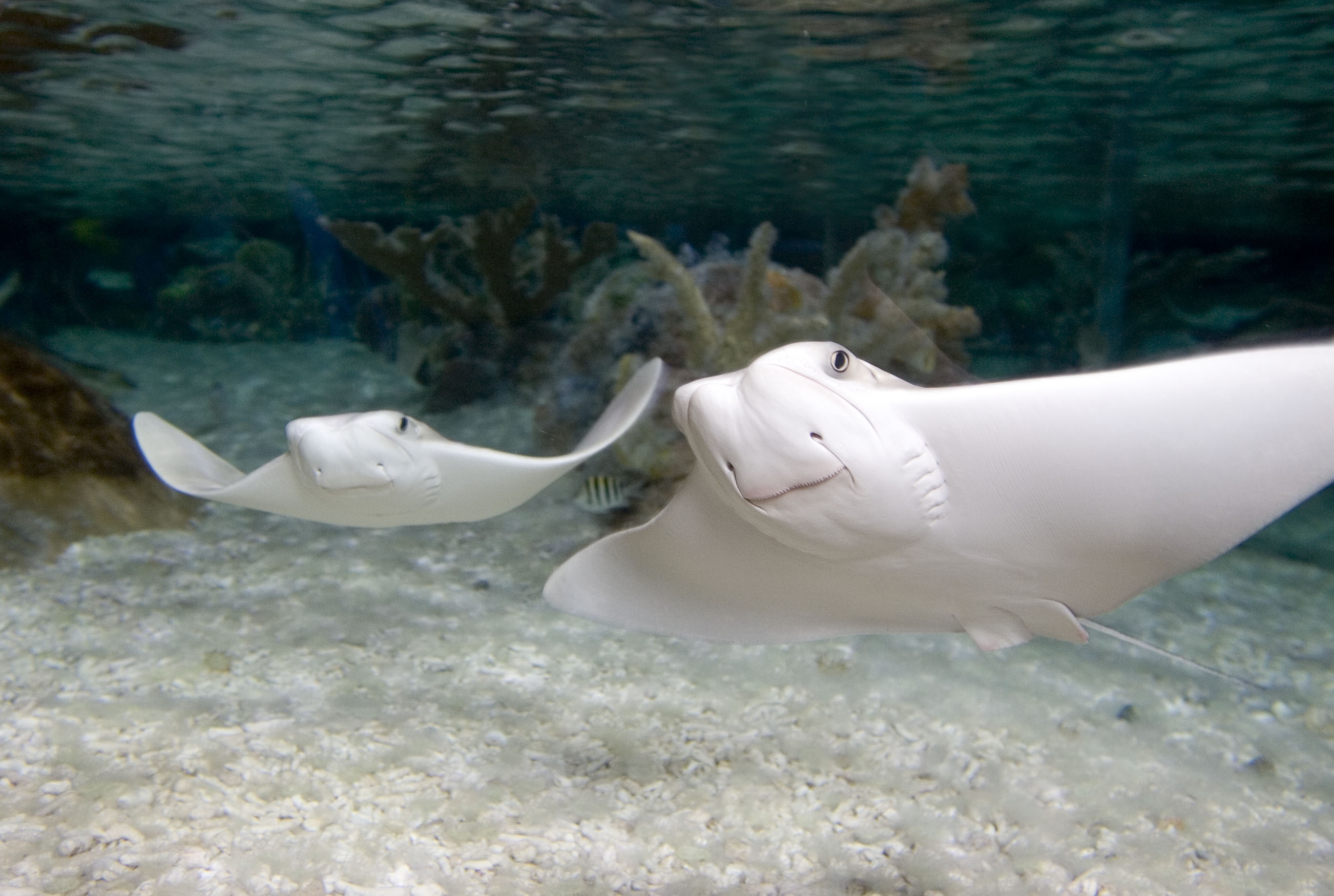 Cow Nose Ray