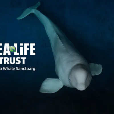 Beluga whales SEA LIFE Trust
