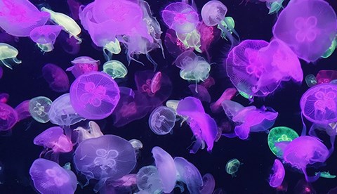 jellyfish fact wow