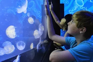 Jellies Mobile Image SLMA