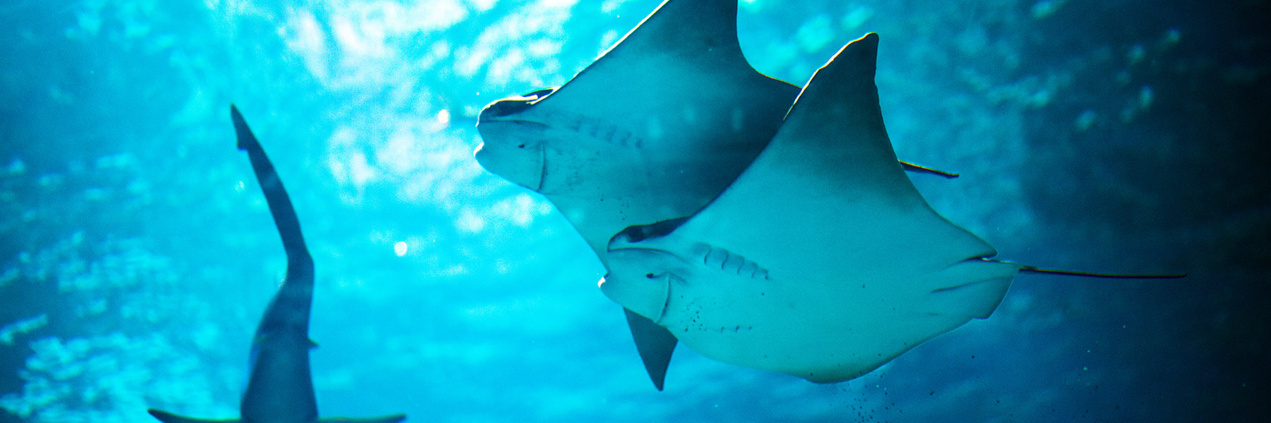 Cownose Rays 1800X600