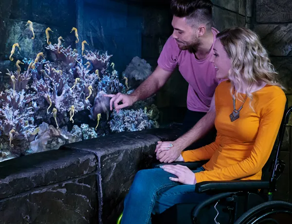 Handicap | SEA LIFE at Mall of America