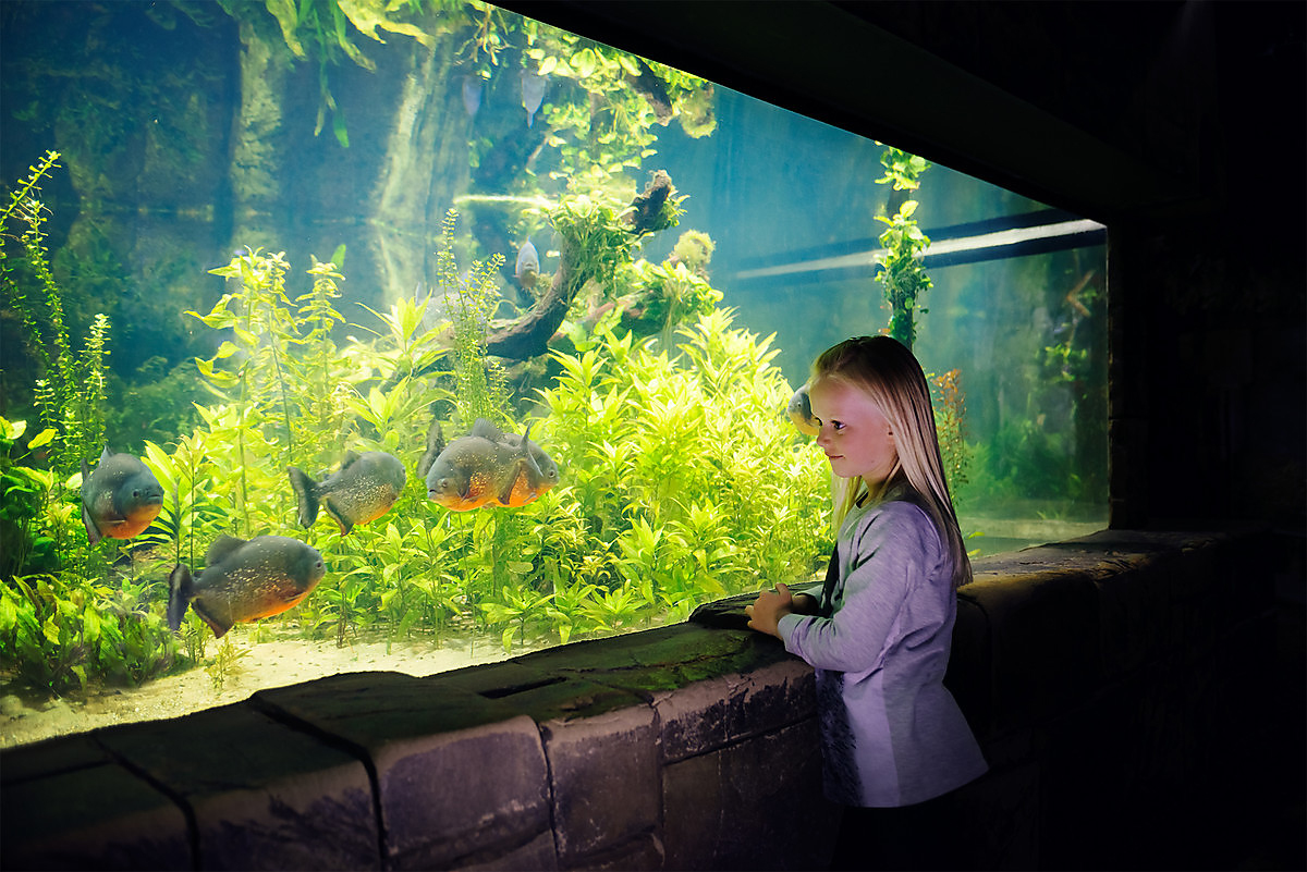 Girl And Red Bellied Piranha (1)