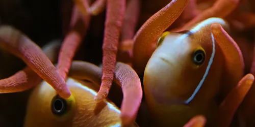 Anemonenfisch Min