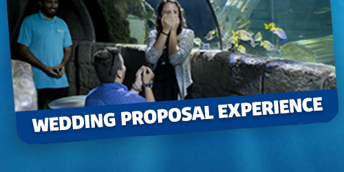 Wedding Proposal Experience