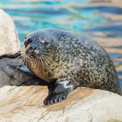 Seal