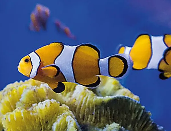 SEA LIFE Speyer Ticket