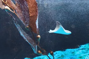 SLSC Cownose Ray Pup (3)
