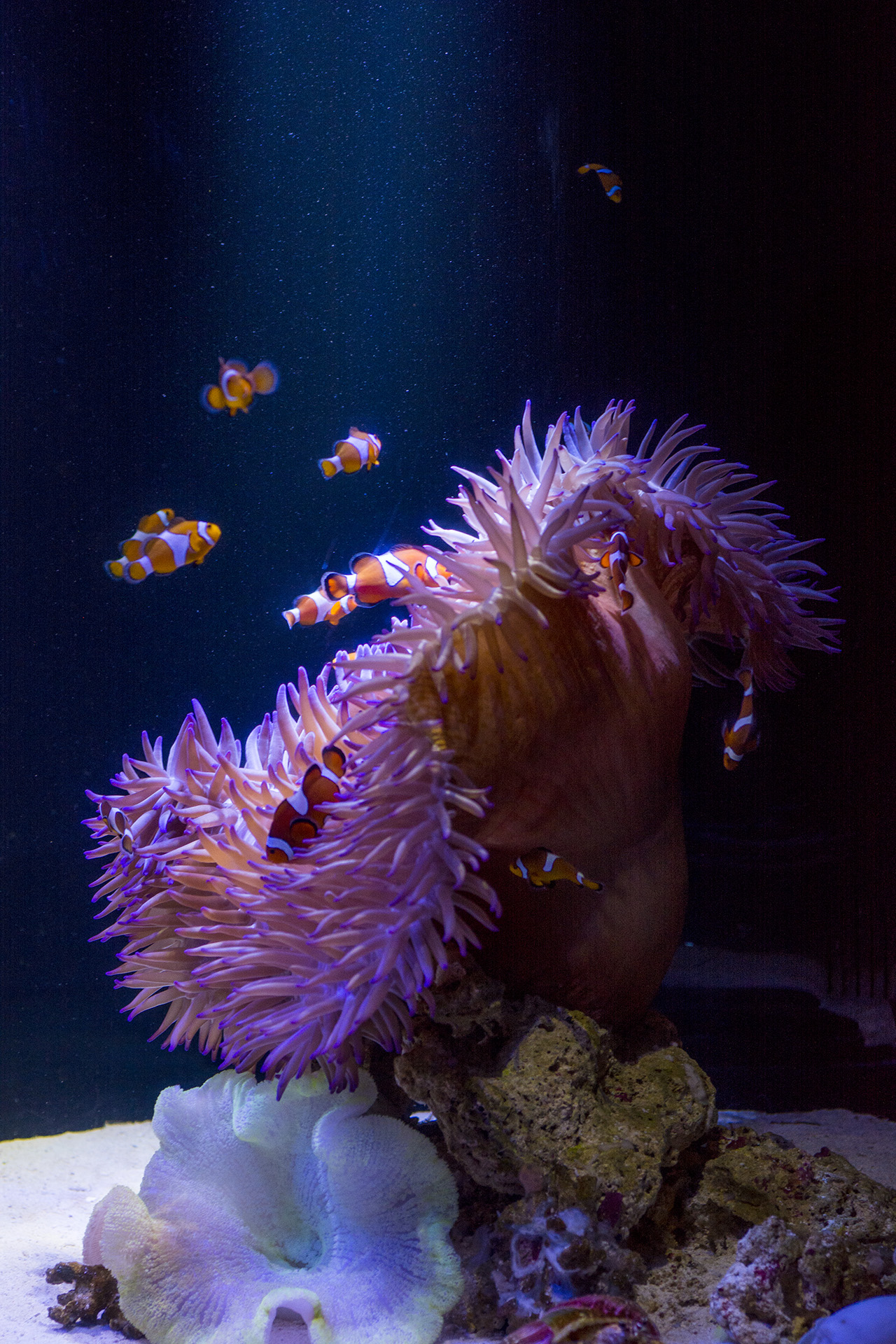 Clownfish (Nemo) at SEA LIFE Sunshine Coast