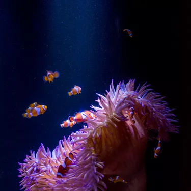 Clownfish (Nemo) at SEA LIFE Sunshine Coast
