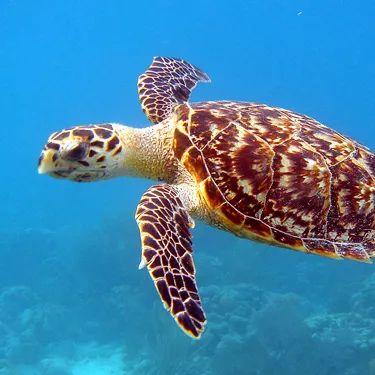Hawksbill Turtle at SEA LIFE Sunshine Coast