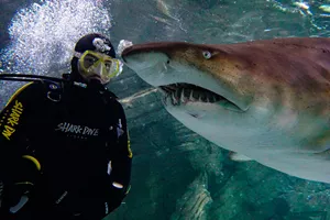Shark Dive Xtreme 3 (1)