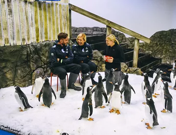 people sitting on chairs on ice with penguins