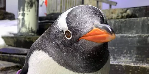 Lara, or Sphengic,  the Gentoo Penguin at Sea Life Sydney Aquarium