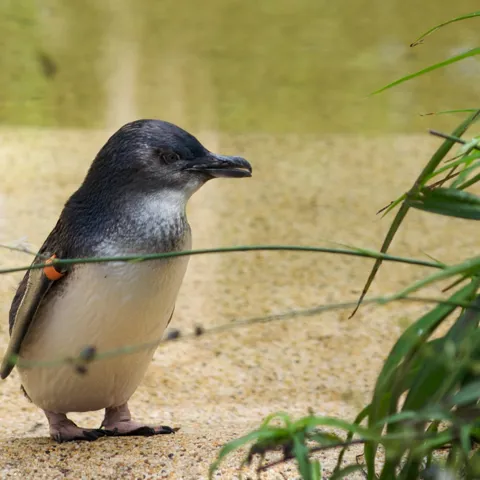 Little Penguin Sydney