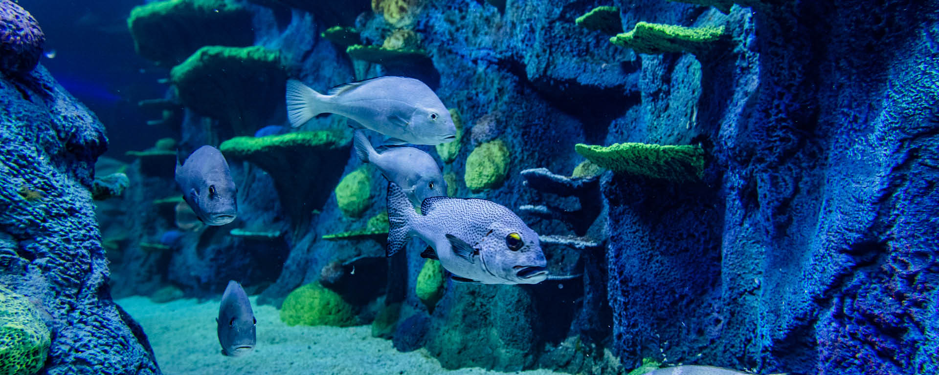 Reef Fish In Day And Night