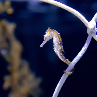 Endangered species - The White’s Seahorses at SEA LIFE Sydney Aquarium