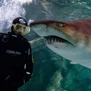 Shark Dive Xtreme experience at SEA LIFE Sydney